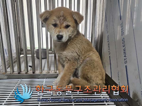종료(안락사) 믹스…